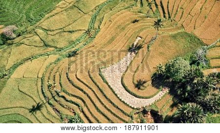 Aerial view of rice terraces in harvest season. Bohol, Philippines, April 2017.