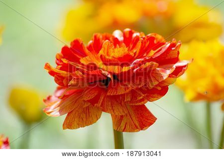Multilobed, Terry Orange And Yellow Tulip In A Spring Garden.