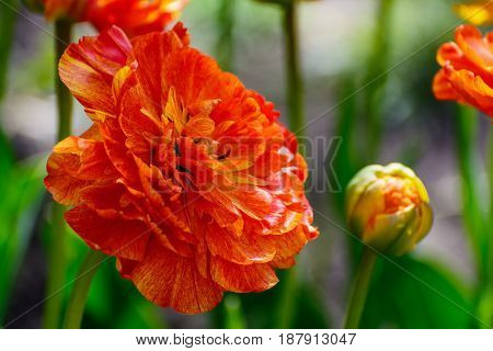 Multilobed, Terry Orange And Yellow Tulip In A Spring Garden.