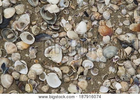 Clams and shells with open drift Clams and shells with open drift