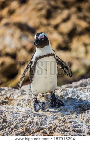  Table Mountain National Park, South Africa. The concept of ecotourism. African black - white penguin on the beach in Boulders Penguin Colony