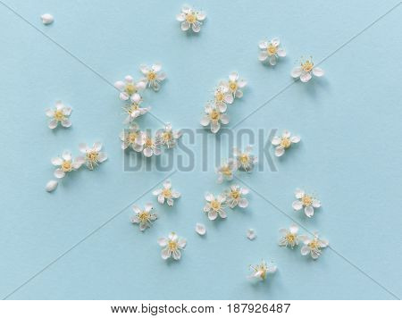 Spring White flowers on a blue background. Soft focus