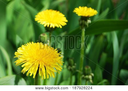 Yellow beautiful 
three Dandelion flowers in macro