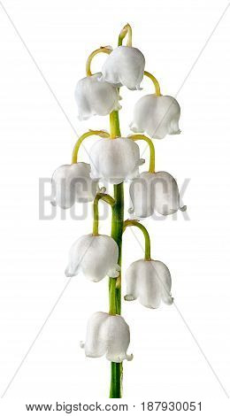 Closeuup inflorescence lily of the valley isolated on white background