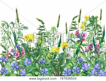 Panoramic view of wild meadow flowers and grass, isolated on white background. Horizontal border with field flowers and herbs. Watercolor hand drawn painting illustration.