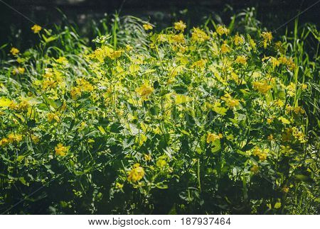 Close-up of field flowers in a meadow backlit by the sun. Green grass on the sunny meadow under the bright sun