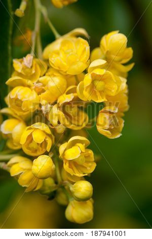 A close up of the blooming barberry Berberis amurensis. Selective focus, shallow DOF.