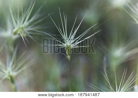 Spike of ovate goatgrass (Aegilops geniculata) from the Mediterranean region.