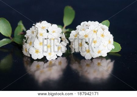 Small white flowers isolated on black background
