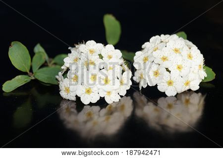 Small white flowers isolated on black background