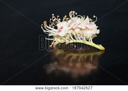 Small white flowers isolated on black background
