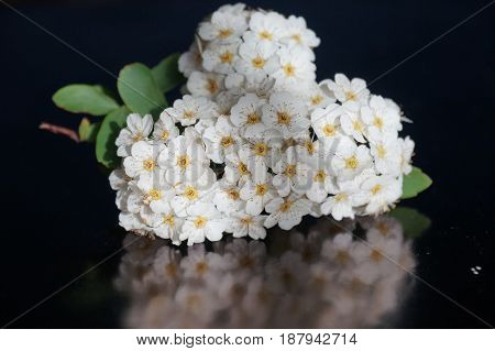 Small white flowers isolated on black background