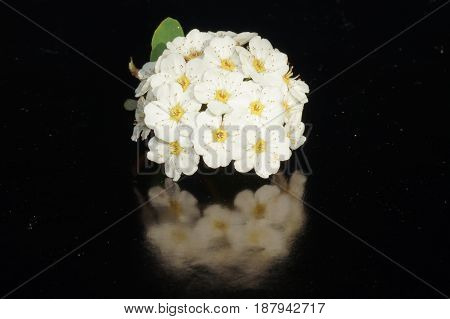 Small white flowers isolated on black background