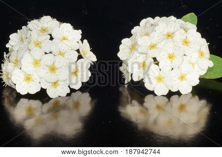 Small white flowers isolated on black background