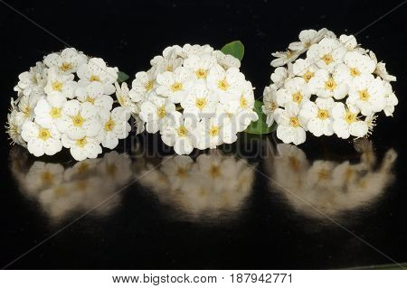 Small white flowers isolated on black background