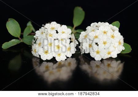 Small white flowers isolated on black background
