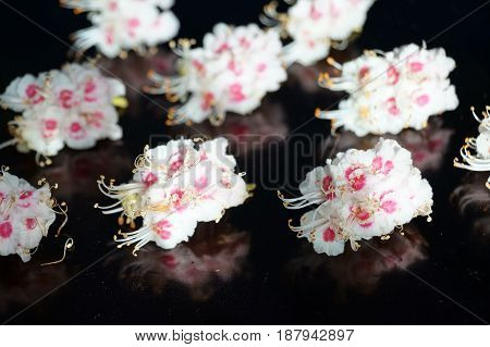 Small white flowers isolated on black background