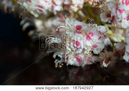 Small white flowers isolated on black background