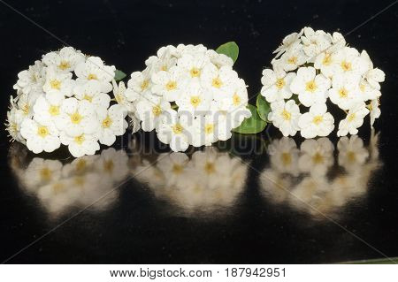Small white flowers isolated on black background