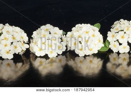 Small white flowers isolated on black background