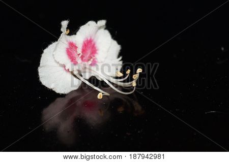 Small white flowers isolated on black background