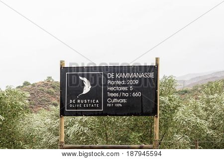 OUDE MURAGIE SOUTH AFRICA - MARCH 24 2017: Information board at an olive orchard next to the Oude Muragie road between De Rust and the Cango Caves in the Western Cape Province of South Africa