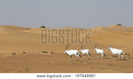 arabian oryxes in a desert near Dubai