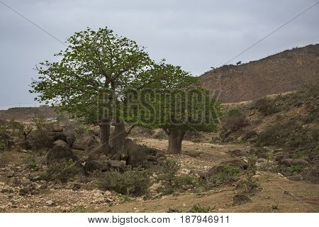 baobab tree in a landscape of Salalah Oman