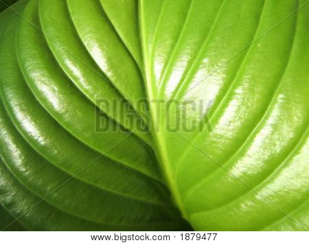 Hosta Leaf