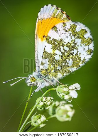 a coulered butterfly stands on a flower
