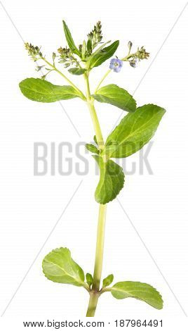 Brooklime or European speedwell (Veronica beccabunga) isolated on white background. Medicinal plant