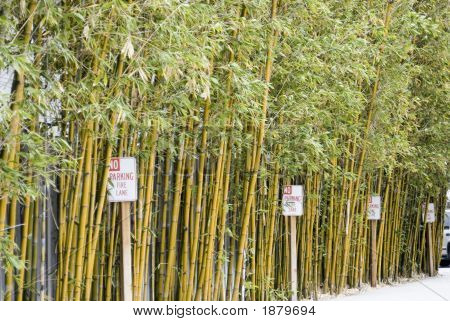 Sem estacionamento no bambu