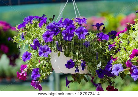 some surfinias in hanging baskets, athens, greece