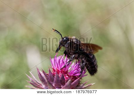 A violet carpenter bee (Xylocopa violacea) on a thistle flower.