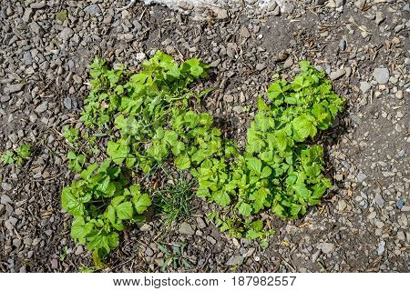 Close up green leaves of Potentilla micrantha growing on ground