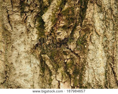 Brown bark of an old tree overgrown with green moss