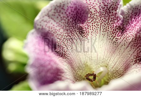 Colorful Flower