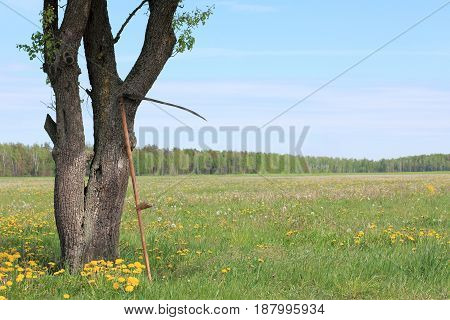 retro hand tool for mowing grass leaning against the old pear tree on a background of field / summer season for haymaking