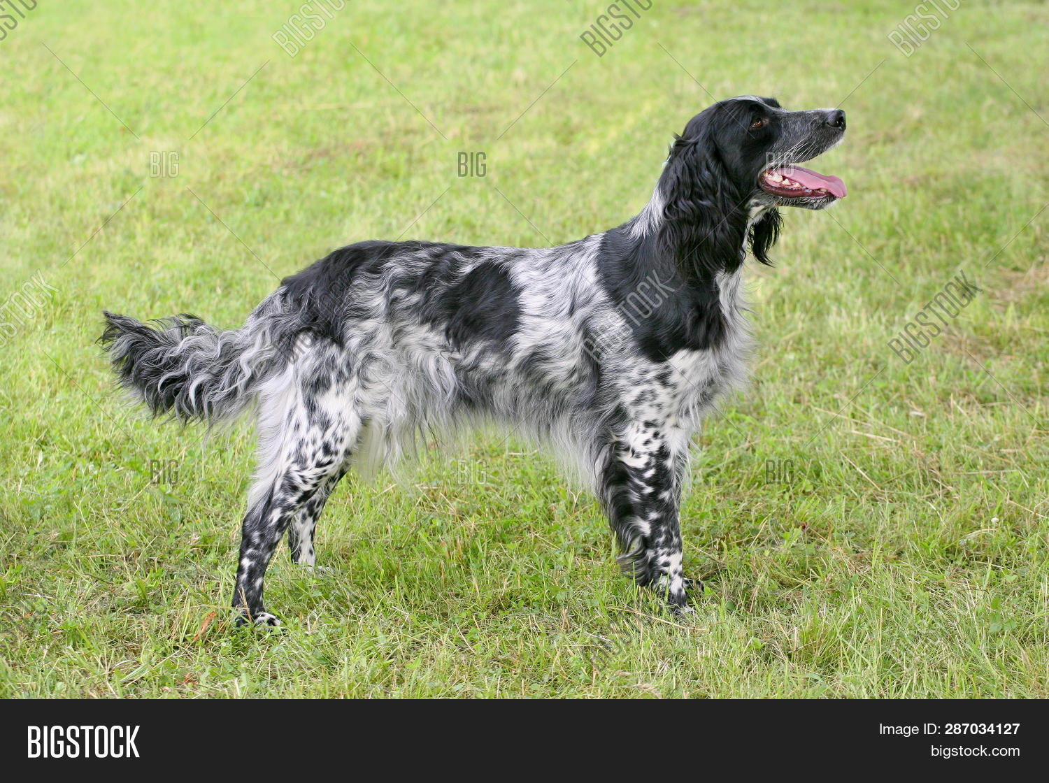 munsterlander dog large