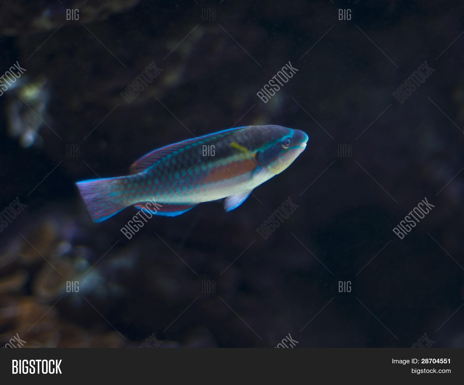 Exotic Fish Image Photo Free Trial Bigstock