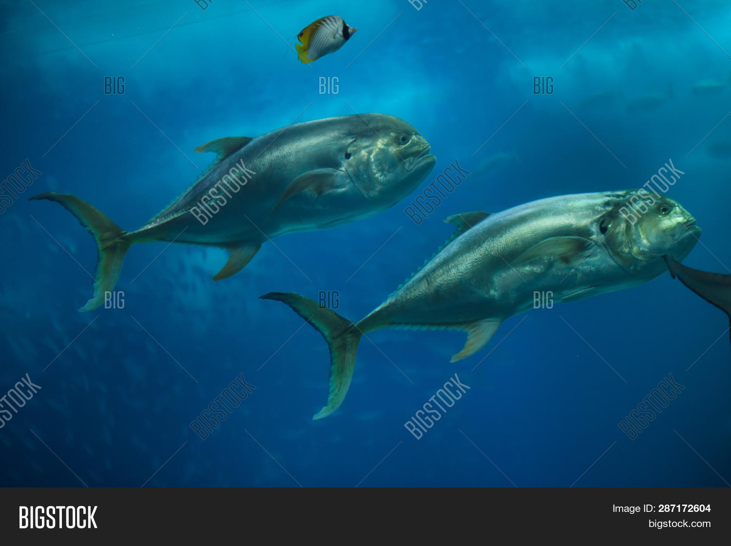 Crevalle Jack (Caranx Image & Photo (Free Trial) Bigstock