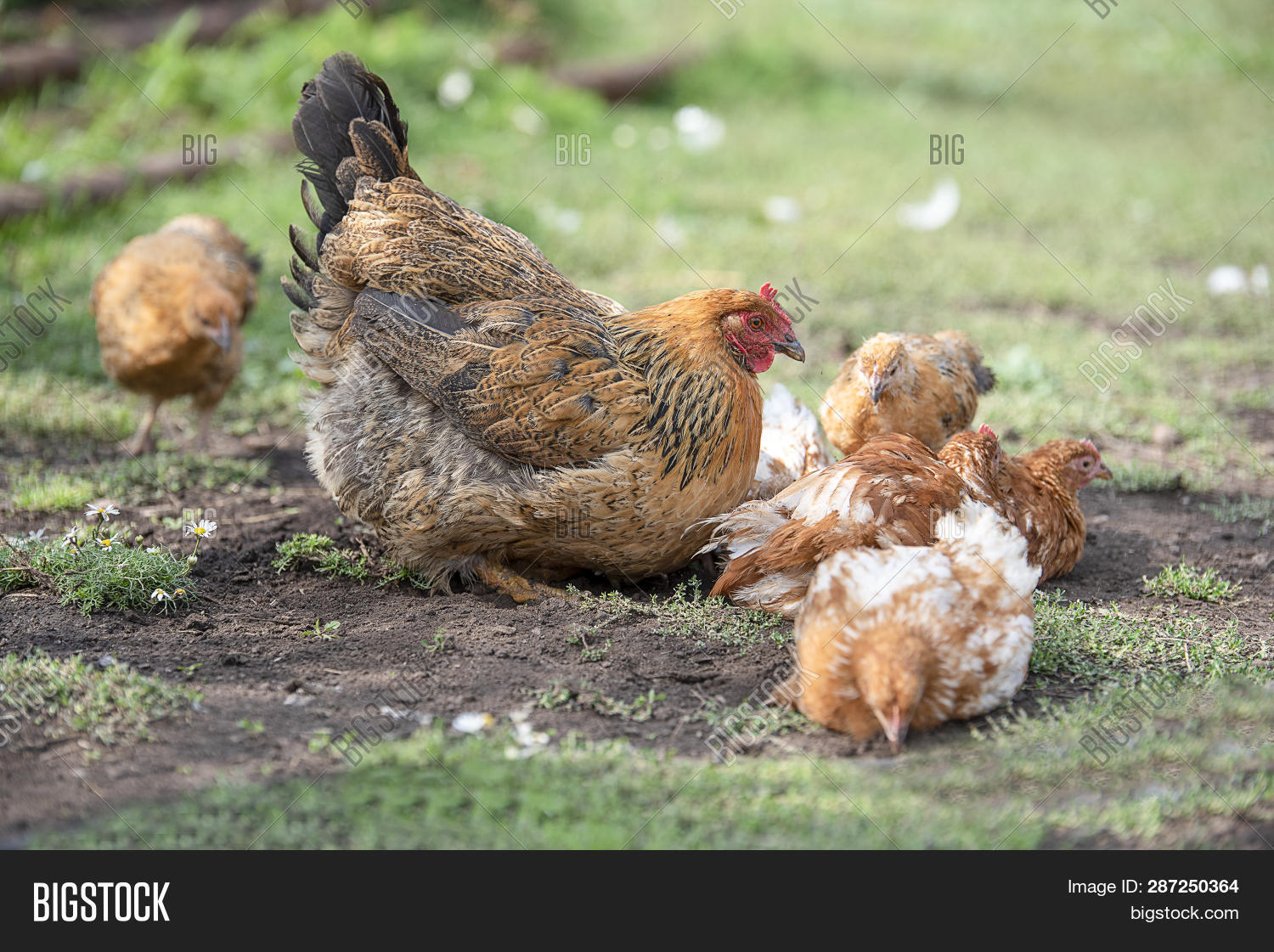 Red Chicken (mother) Image & Photo (Free Trial) Bigstock