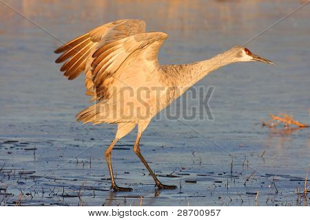 Sandhill 크레인