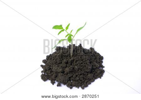 Plant