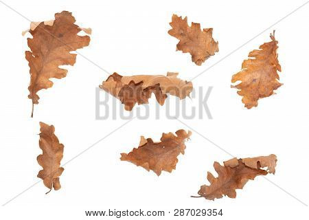 Dry Leaves Of Alder Tree Isolated On White Background . Alnus Glutinosa Autumn Leaf