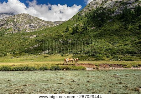 Herd Of Horses On The Banks Of The River Chiese In The National Park Of Adamello Brenta. Trentino Al