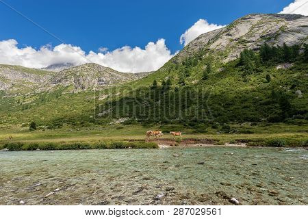 Herd Of Horses On The Banks Of The River Chiese In The National Park Of Adamello Brenta. Trentino Al
