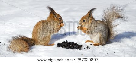 Two Red Squirel In The Snow Eating Sunflower Seeds