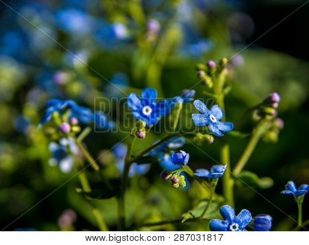 Brunnera Sibirica, Blue Flowers Forget-me-not Close Up