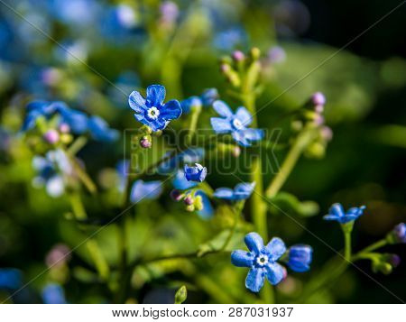 Brunnera Sibirica, Blue Flowers Forget-me-not Close Up